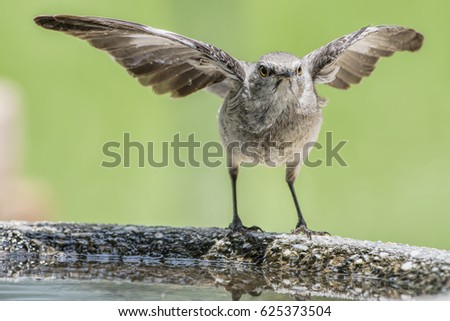 Mockingbirds with Outstretched Wings