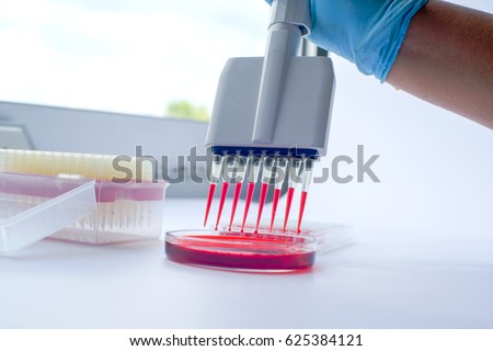 Scientist working with multichannel pipette.Blood test labboratory Royalty-Free Stock Photo #625384121