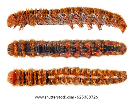 Larva (caterpillar) of butterfly. Lateral, dorsal and ventral view. isolated on a white background