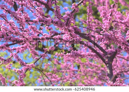 Beautiful pink flowers in the springtime.