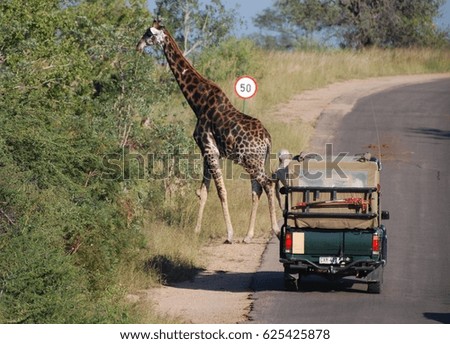 Southern giraffe crossing road with tourist hanging out vehicle to take picture.