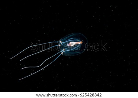 Small jellyfish on a macro picture