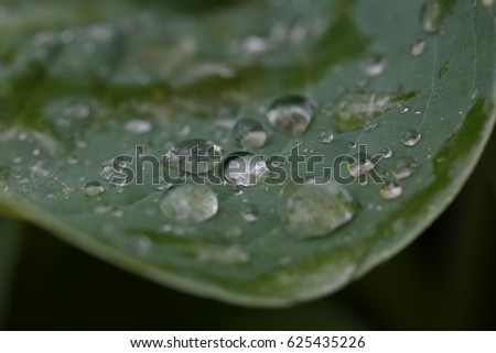 Drops on the leaves