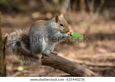 grey squirrel sitting on a branch eating a nut