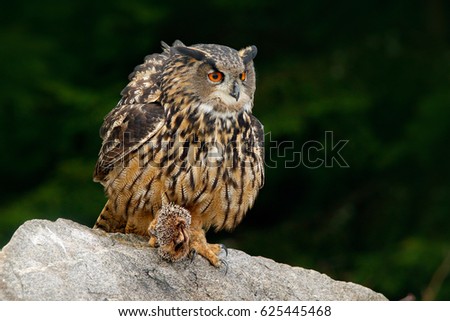 Eurasian Eagle Owl with killed hedgehog in talons, sitting on the stone. Wildlife scene from nature. Funny image from dark night forest.