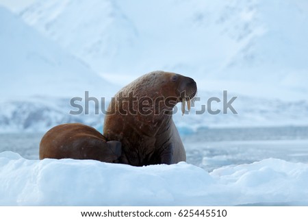 Walrus, Odobenus rosmarus, stick out from blue water on white ice with snow, Svalbard, Norway. Mother with cub. Winter Arctic landscape with big animal. Family on cold ice.