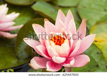 Water  pink lily lotus in a pond