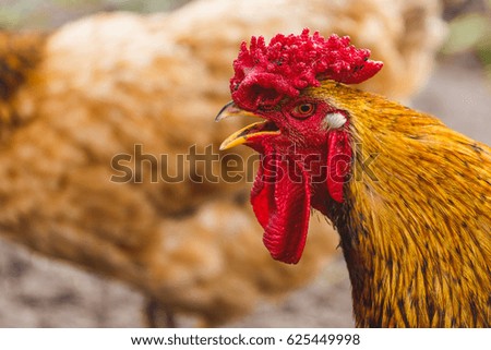 Rooster in the village.