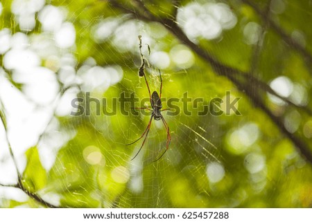 Spider on a spider web 