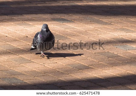Common pigeon in the Park.