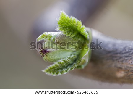 the first leaves and blossom on hazelnut tree - macro shot