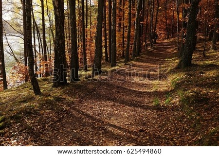 Autumn forest scenery - mysterious patch covered by leaves