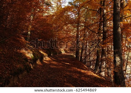 Autumn forest scenery -mysterious patch covered by leaves