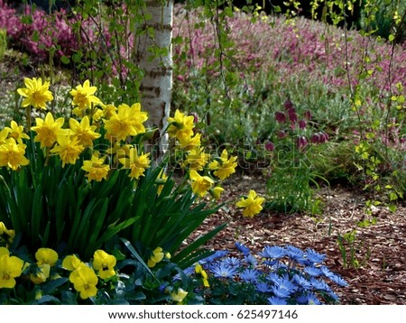 macro photos with landscape background green design with yellow flowers, branches of a birch tree and colorful vegetation, as a source for decorating, advertising, printing, design