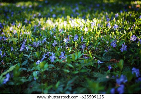Forest glade with spring blue flowers