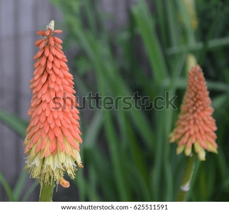 Orange and yellow cone flower heads seen in the gardens of Notre-Dame de Paris