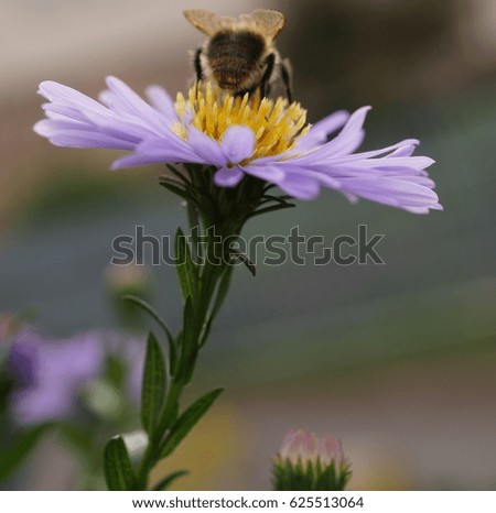 The picture shows a bee on purple flowers