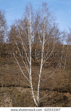 picture shows a twin birch