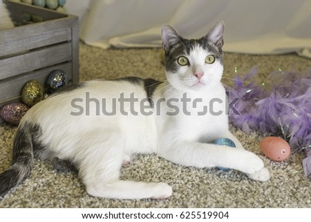 Cute young cat with Easter decorations on white background