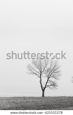 foggy morning .cool beach tree is one thing , minimalism