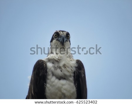                Osprey (Pandion haliaetus) is looking at me taking its picture                
