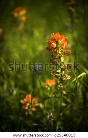 Indian paintbrush on a sunny afternoon