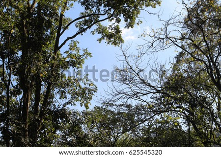 Shade trees and sky background
