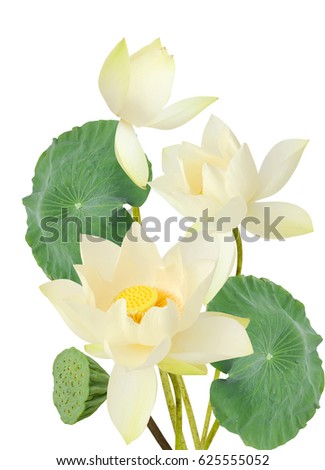 Beautiful white lotus flower bouquet isolated on white background