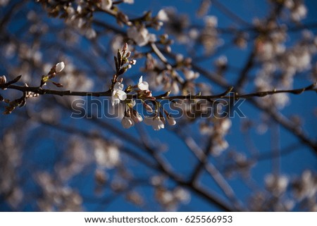 Cherry blossom branch with blurred blue background