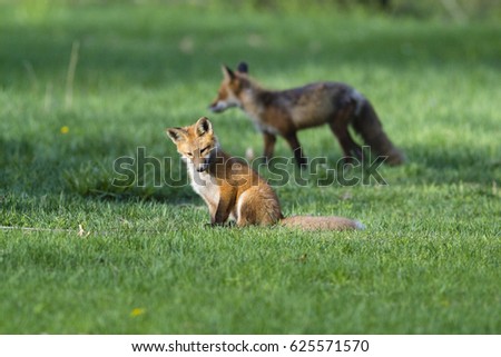 Baby Fox and Mother