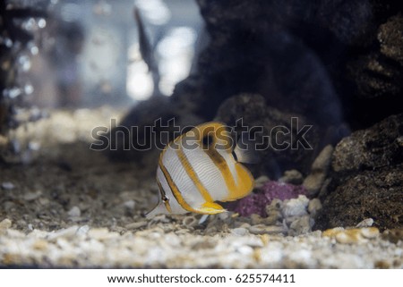 Fishs in aquarium