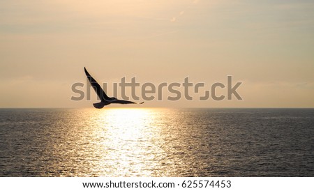 Bird flies over the sea during sunset