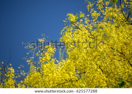 Golden Shower flower on tree, Thailand
