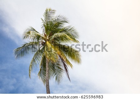 A beautiful crown palms tree background against a tropical blue sky with clouds