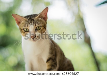 Cat thai

