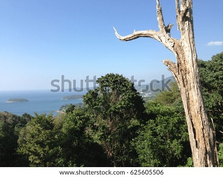 Tree at view point