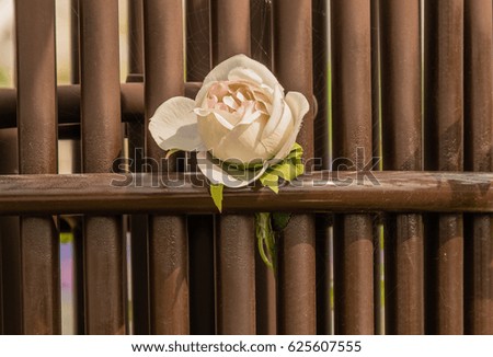 Single white rose with stem inserted through the metal bars of a brown steal gate.