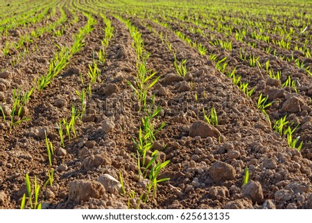 Close up of a green winter crop sprout on soil background in autumn
