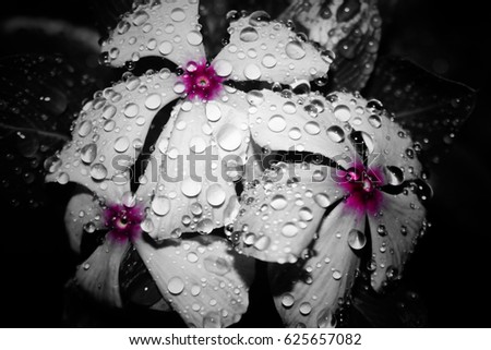 Digitally manipulated photograph of Pink Periwinkle Flowers in the rain. This photo was taken in Brisbane, Australia.