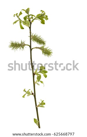 Twig of willow with female catkins.Twig of willow with female catkins isolated on a white background.