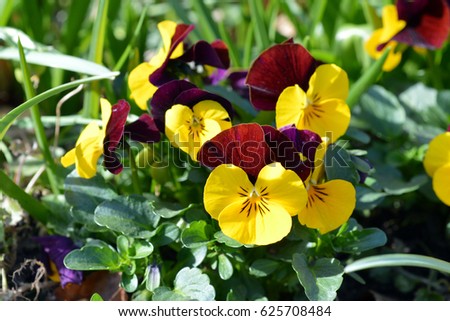 Closeup of yellow and dark red pansy flowers on nature green background in spring on a sunny day / macro