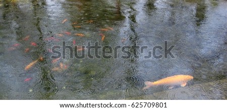 photo with the background of clear water pond, in a green landscape with a gold fish in a symbolic style of Zen, as the source for design, decorating, print, advertising
