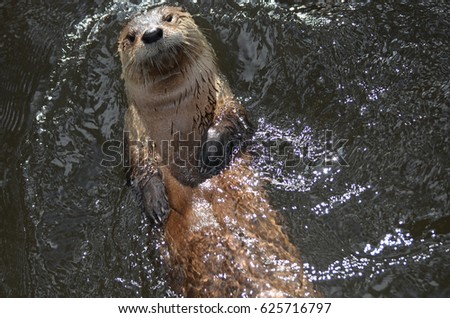 Adorable river otter floating on his back while swimming. Royalty-Free Stock Photo #625716797
