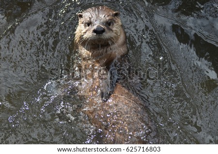 Really cute amazing river otter floating on his back in a river.
