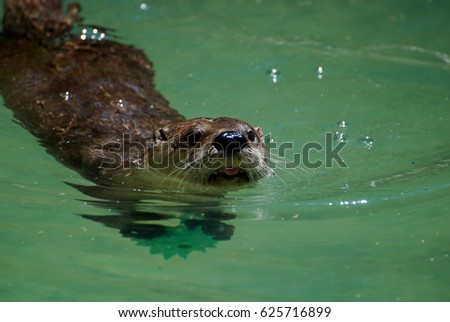 Adorable river otter swimming with his head out of the water.