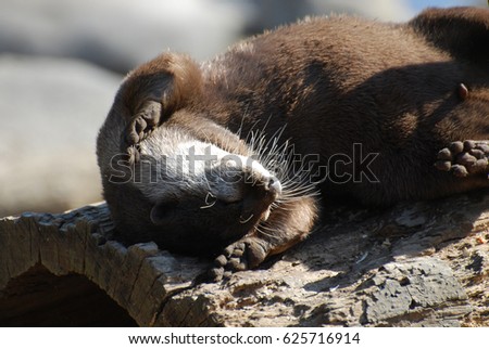 Humorous river otter rolling around on his back.