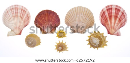 Sea Shell Collection Isolated on White with a Clipping Path.