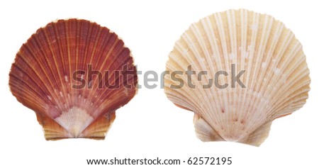 Sea Shell Collection Isolated on White with a Clipping Path. Royalty-Free Stock Photo #62572195