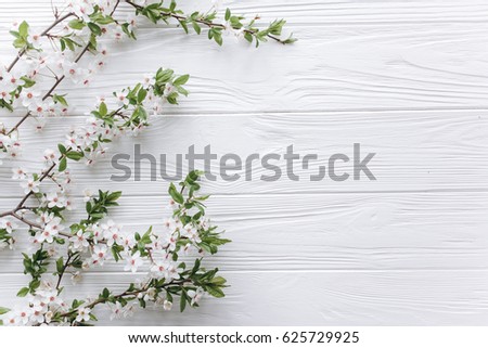 spring flower on white wooden background.mothers day.space for your text Royalty-Free Stock Photo #625729925