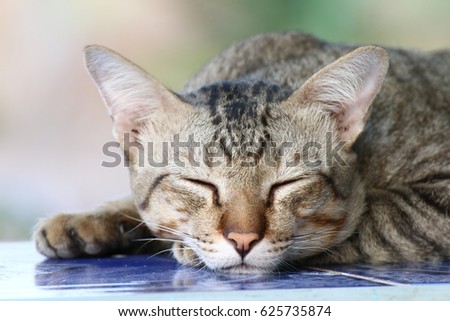 cat cute, cat face sleeping portrait beautiful close up